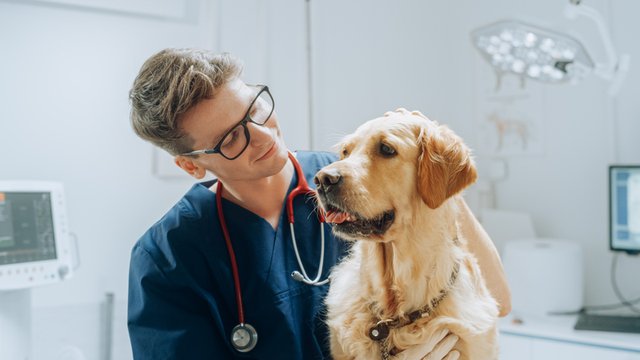 files/medicina-veterinaria-800x450.width-640.jpg